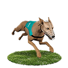 老王娛樂城白金賽狗